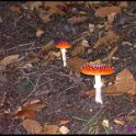 Champignon 1 copie